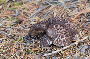Scaly tooth fungus, Sarcodon squamosus growing in coniferous environmet