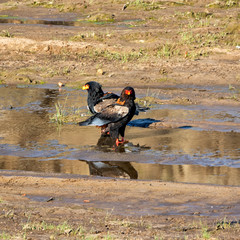 Bateleur Eagles