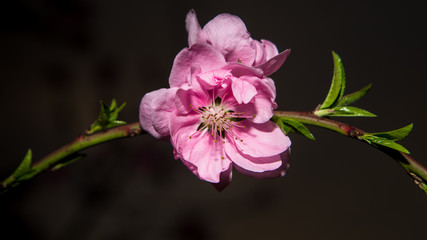 Fototapeta na wymiar Cherry Blossoms