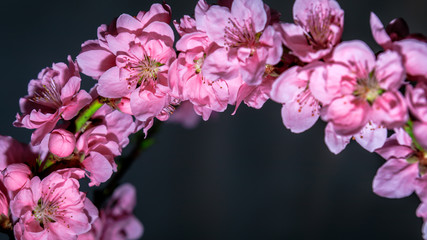 Cherry Blossoms