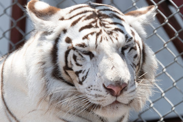 Siberian tiger, white, stripes sleepy face day animal