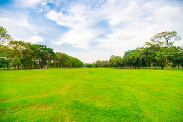 Fototapeta na wymiar Green grass field with tree public park