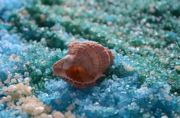 Sea shell on the colorful salt background. Spa and body care concept. Dead Sea Salt. Aromatic spa treatment. Natural ingredients for homemade body salt scrub. Beauty and skin care concept.