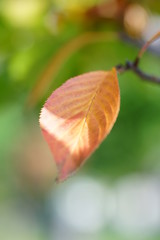 桜の紅葉