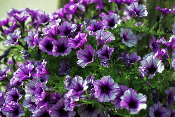 Fototapeta premium many small purple flowers with green leaves