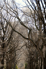 A dark canopy of leafless branches from rows of hibernating trees in winter at a park with buildings beyond it.
