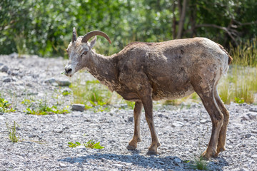 Goat in Canada