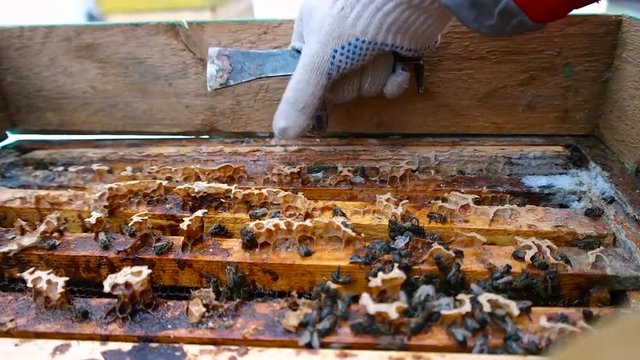 Beekeeper hand inspecting empty beehive with dead bees in winter
