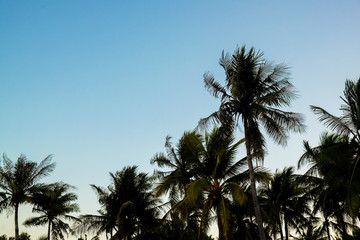 Fototapeta na wymiar Beautiful silhouette sunset coconut palm tree blue sky