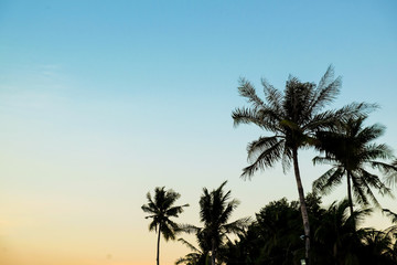 Fototapeta na wymiar Beautiful silhouette sunset coconut palm tree blue sky