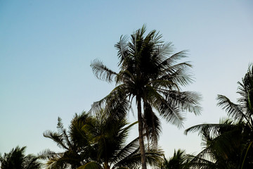 Beautiful silhouette sunset coconut palm tree blue sky