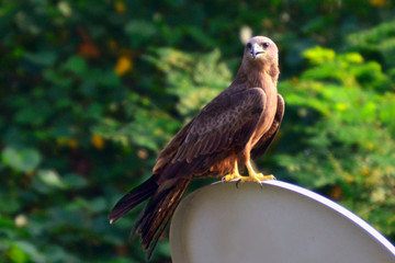 Eagle