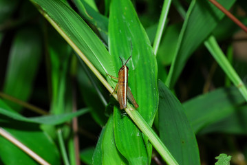 Insect on leaf