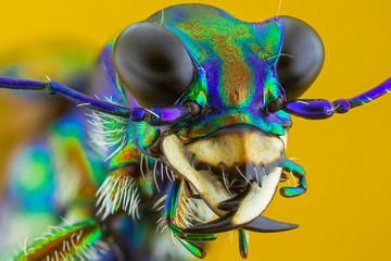 The extreme close up of macro photography