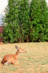 Sika deer in the zoo