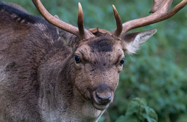  fallow deer buck