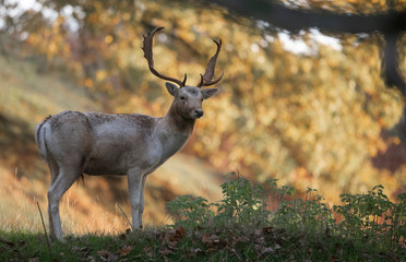  fallow deer buck