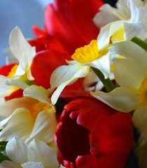 Beautiful bright spring bouquet of white with yellow daffodils and red tulips. Flower arrangement, background