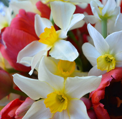 Beautiful bright spring bouquet of white with yellow daffodils and red tulips. Flower arrangement, background, postcard