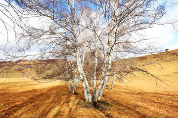 Inner Mongolia Ulan grassland scenery white birch