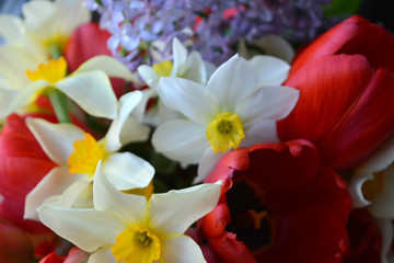 Beautiful spring bouquet of white with yellow daffodils, red tulips and sprigs of purple lilac. Flower arrangement, background, postcard