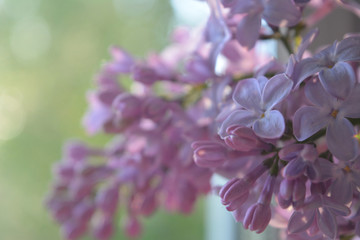 A sprig of lilac in a soft blurry morning light, a gentle romantic composition