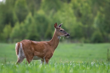 White-tailed deer in the meadow