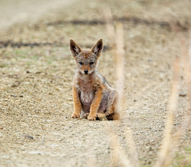 Black-backed Jackal Pup