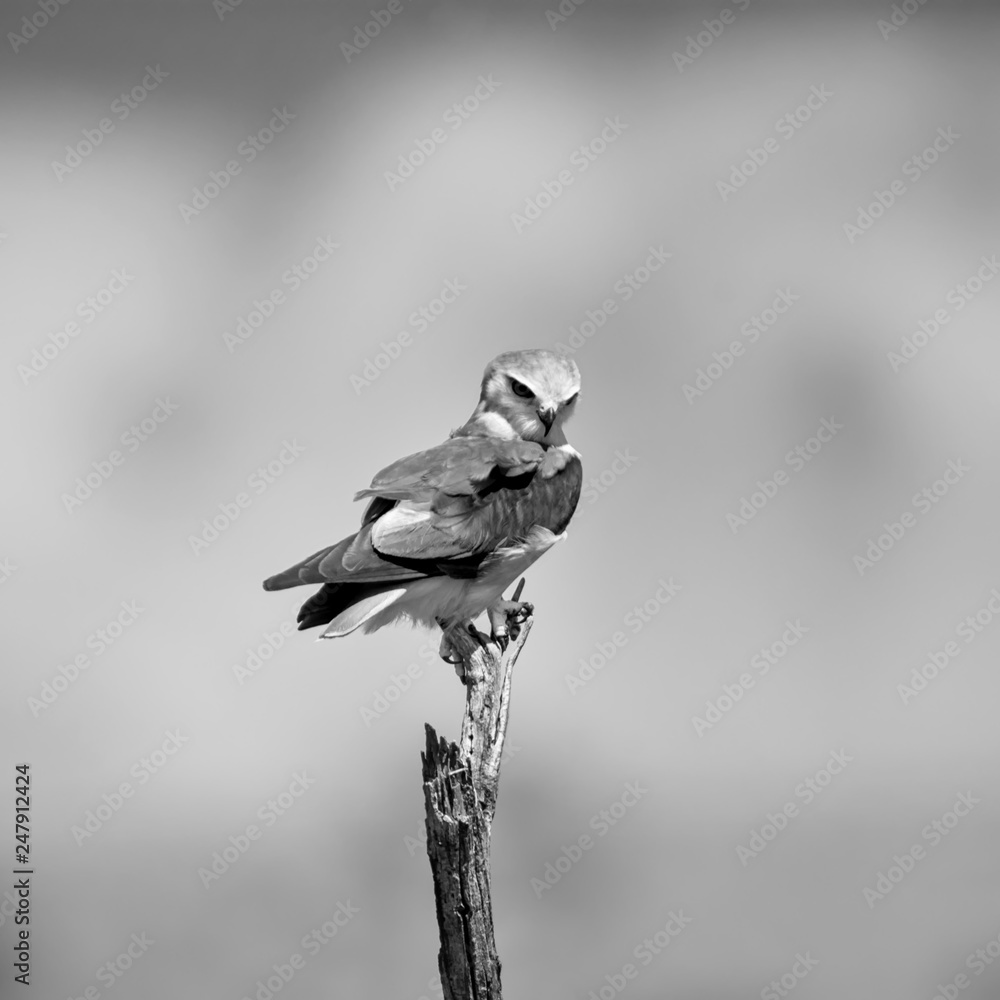 Poster Black-shouldered Kite