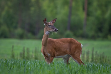White-tailed deer in the meadow