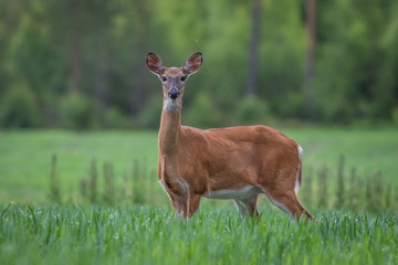 White-tailed deer in the meadow