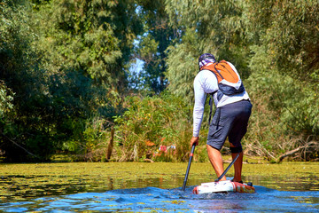 Athletic man paddling on the SUP (stand up paddle board, paddleboard) in wilderness river overgrown duckweed near thickets of trees and wildgrapes at sunny summer day