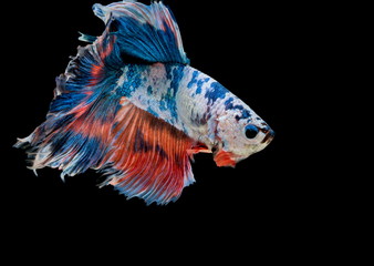 Siamese fighting fish,Betta splendens,blue fish, black background, Halfmoon Betta.