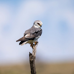 Black-shouldered Kite