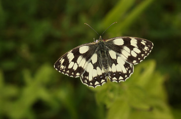 A Marbled White Butterfly (Melanargia galathea) nectaring of a flower.