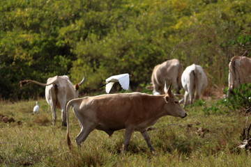 gambia birding