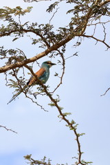 gambia birding