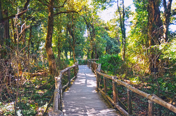 Obraz premium Bridge to the jungle,Khao Yai national park, Chiang-maj ,Thailand
