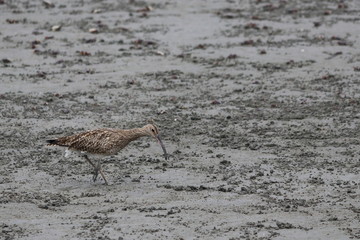 gambia birding