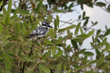 Fototapeta premium gambia birding