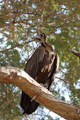 gambia birding