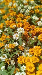 Obraz premium Zinnia flowers blooming at fresh garden 
