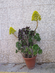 Crassulaceae against house wall sporting bright yellow flowers