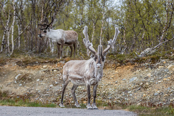 Reindeer in the woods