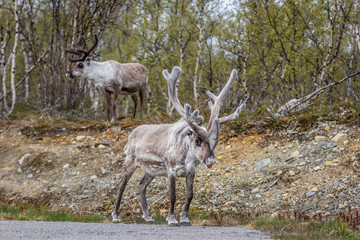 Reindeer in the woods