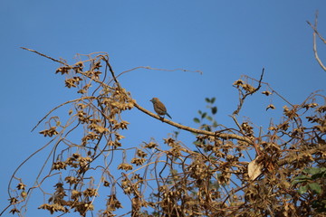 gambia