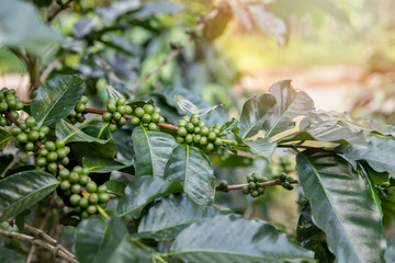 Coffee tree with green coffee berries on cafe plantation.
