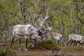 Reindeer in the woods