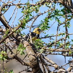 Crested Barbet