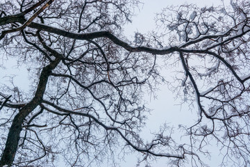 Tree branches in a gray cloudy sky background